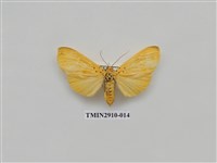 藏品(夜蛾3)的圖片